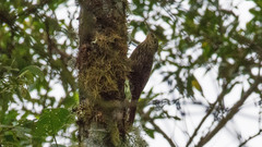 Lepidocolaptes affinis