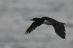 Leucocarbo magellanicus