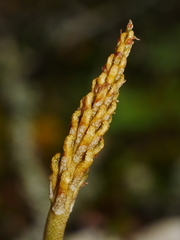 Gastrodia cunninghamii
