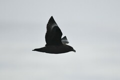 Stercorarius antarcticus