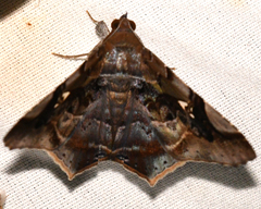 Euclystis guerini