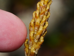 Gastrodia cunninghamii