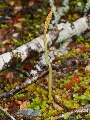 Gastrodia cunninghamii
