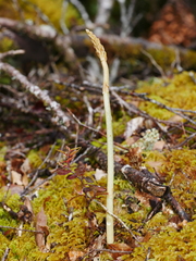 Gastrodia cunninghamii