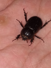 Scarabaeidae