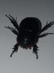 Scarabaeidae