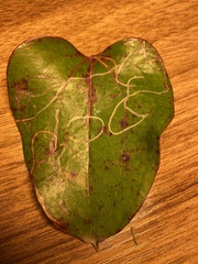 Marmara smilacisella