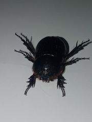 Scarabaeidae