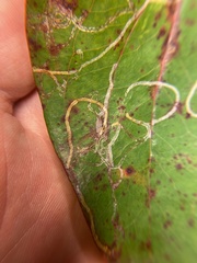 Marmara smilacisella