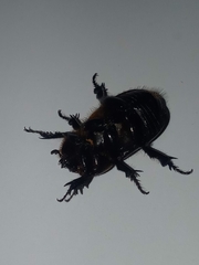 Scarabaeidae