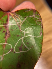 Marmara smilacisella