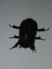 Scarabaeidae