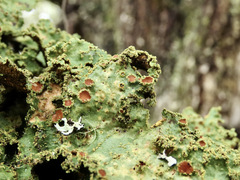 Yarrumia colensoi
