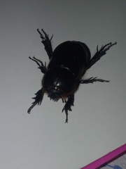 Scarabaeidae