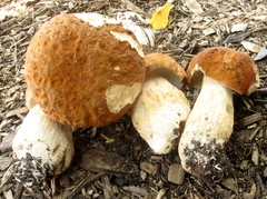 Boletus nobilissimus