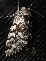 Panthea acronyctoides