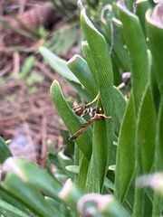 Mischocyttarus mexicanus cubicola