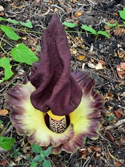 Amorphophallus paeoniifolius