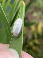 Tenthredinoidea