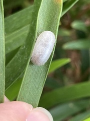 Tenthredinoidea
