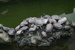 Trachemys scripta