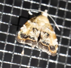 Choreutis diana