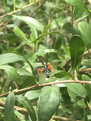 Echthromorpha intricatoria