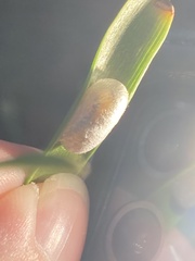 Tenthredinoidea