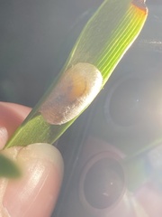 Tenthredinoidea