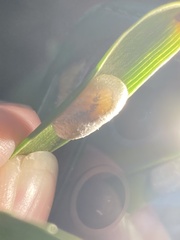 Tenthredinoidea