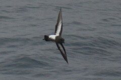 Fregetta tropica