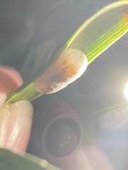 Tenthredinoidea