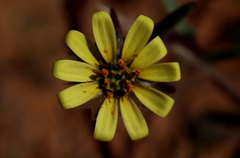 Osteospermum monstrosum