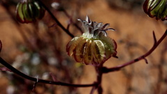 Osteospermum monstrosum