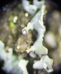 Cladonia asahinae