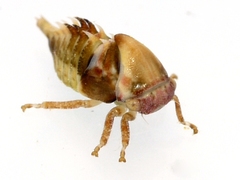 Xantholobus muticus