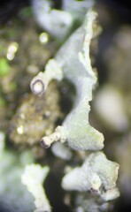 Cladonia asahinae
