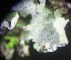 Cladonia asahinae