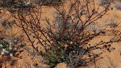 Osteospermum monstrosum
