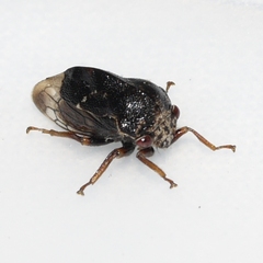 Xantholobus muticus