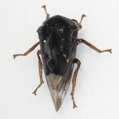 Xantholobus muticus