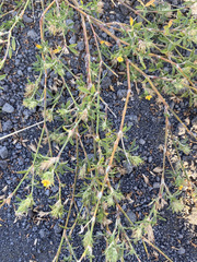 Stylosanthes