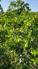 Laguncularia racemosa