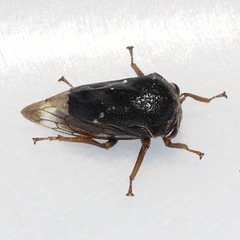 Xantholobus muticus