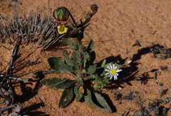 Osteospermum monstrosum