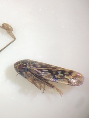 Xestocephalus