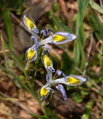 Moraea ciliata