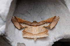 Krananda latimarginaria