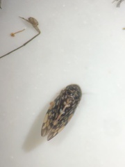 Xestocephalus