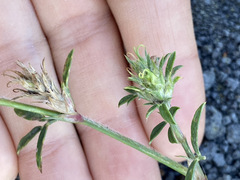 Stylosanthes